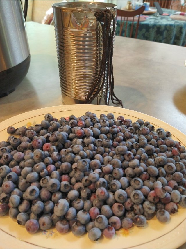 Plate of freshly picked blueberries